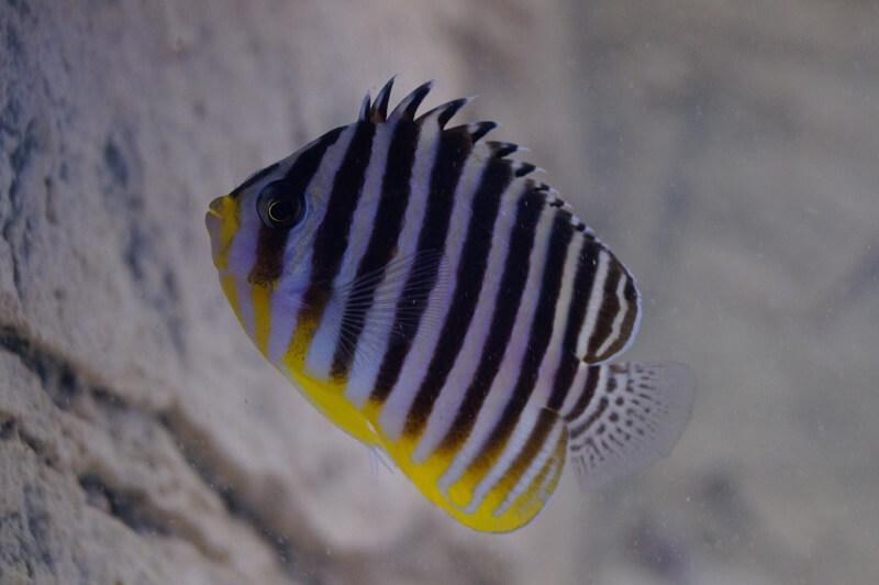 Zebra Zwergkaiserfisch - Paracentropyge multifasciata