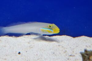 Baggergrundeln für Meerwasseraquarien, nützliche gegen Algen und Cyanos