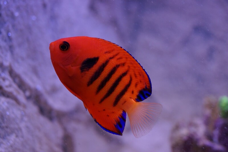 Kaiserfisch Haltung, Vergesellschaftung, Ratgeber für Kaiserfisch Haltung im Meerwasseraquarium