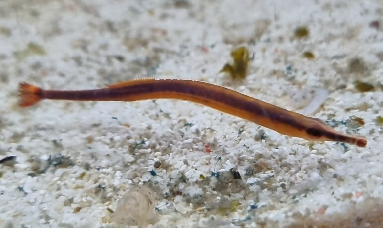 Seenadeln im Aquarium, Charakter und Verhalten von Seenadeln