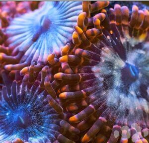 Infos zur Haltung und Pflege von Krustenanemonen im Meerwasseraquarium