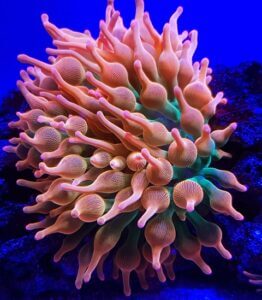 Blasenanemone im Aquarium Aussehen und Haltung