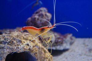 Haltung von Garnelen im Meerwasseraquarium Tipps und Tricks zu Futter und Einrichtung