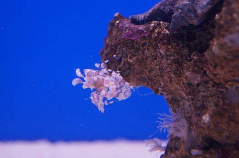 Ansprüche an das Aquarium von Garnelen.