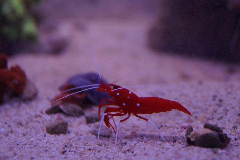 haltung von Garnelen, Unterschiede von Garnelen im Meerwasseraquarium Futter und Ansprüche an das Aquarium