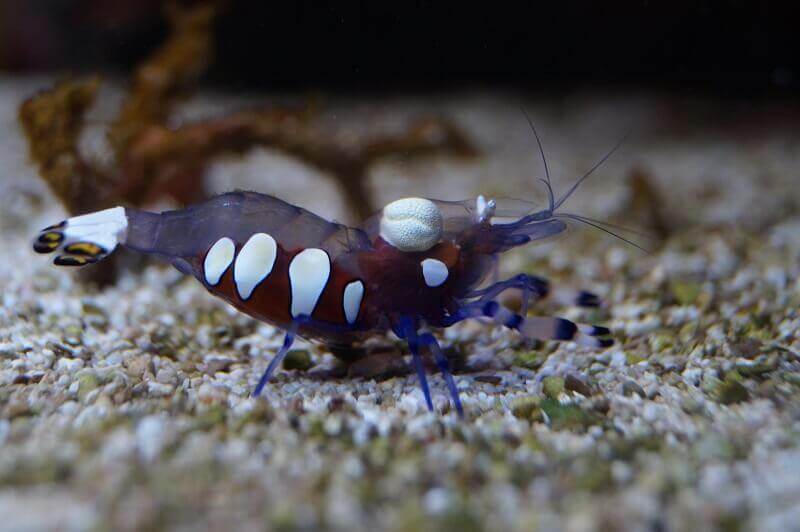 Garnelen in Symbiose mit Anemonen über haltung von Garnelen im Meerwasseraquarium