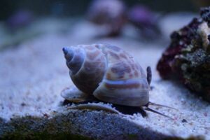 Die Babylonia Schnecke hilft bei Umwälzung von Sand im Meerwasseraquarium.