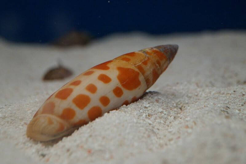 Die Mitra Schnecke frisst Borstenwürmer sowie totes anorganisches Material.