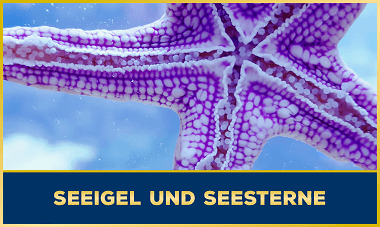 Seeigel & Seestern