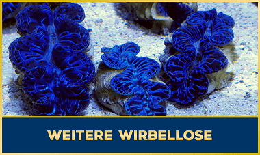 Muscheln & weitere Wirbellose