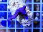 Preview: Acropora Tenuis ultrablau