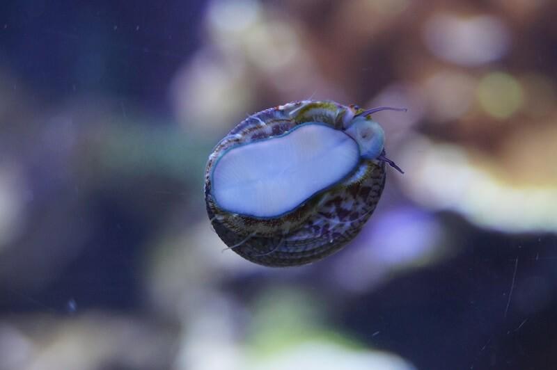 Gebänderte Algenschnecke - Trochus histrio