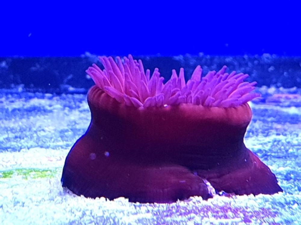 Erdbeerrose - Actinia equina