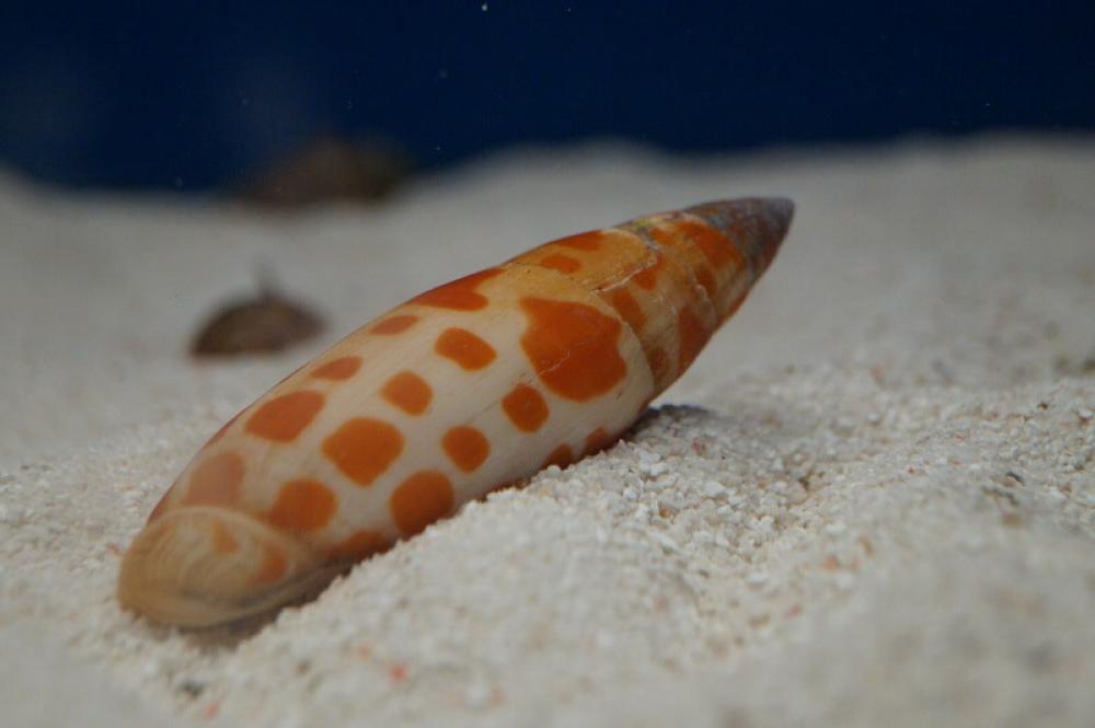 Mitra Schnecke - frisst Borstenwürmer