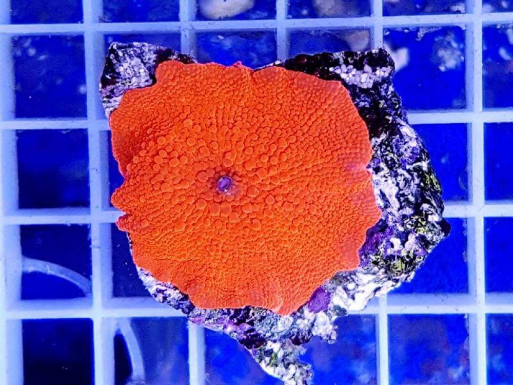 Scheibenanemone - Jawbreaker SUPER Red